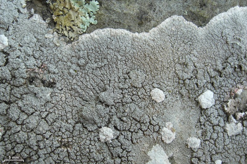 Ochrolechia trochophora