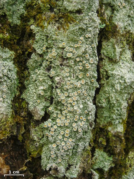 Ochrolechia trochophora