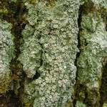 Ochrolechia trochophora