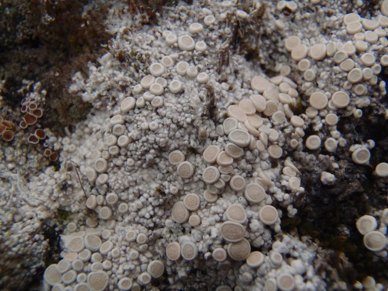 Ochrolechia upsaliensis