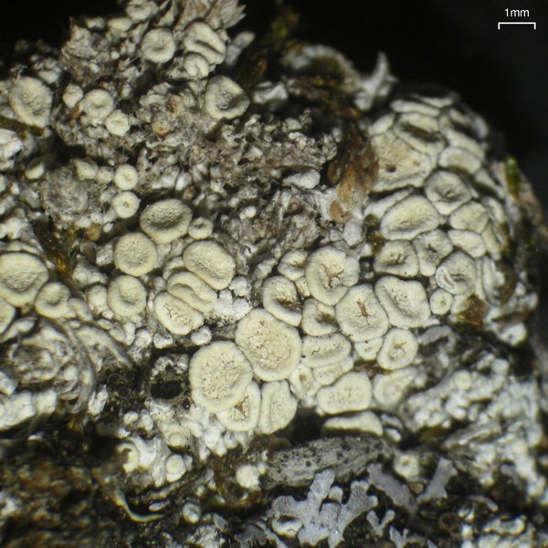 Ochrolechia upsaliensis