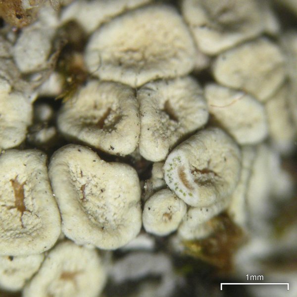 Ochrolechia upsaliensis