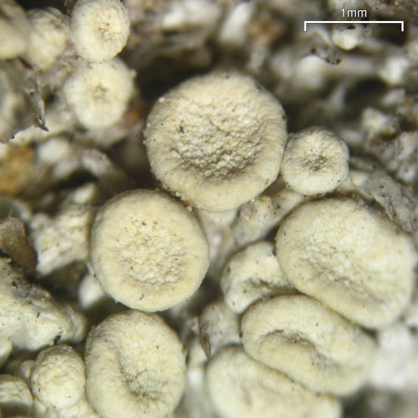 Ochrolechia upsaliensis