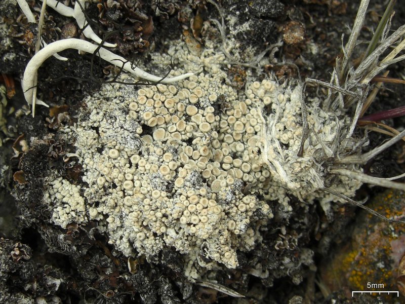 Ochrolechia upsaliensis