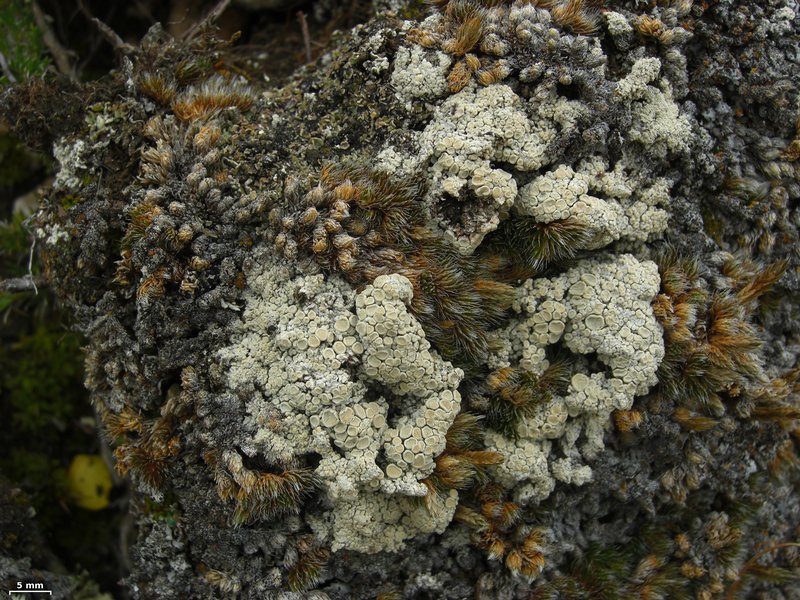 Ochrolechia upsaliensis