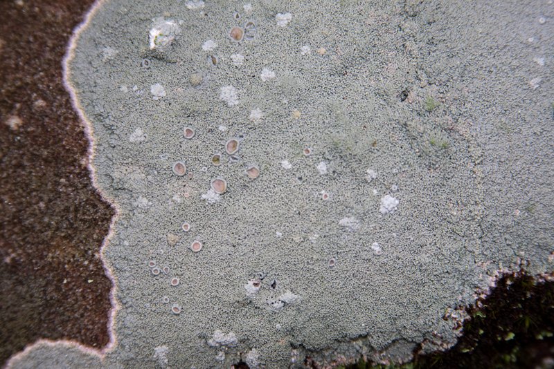 Ochrolechia yasudae