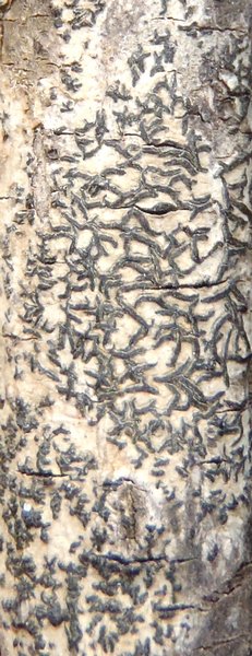 Opegrapha atra