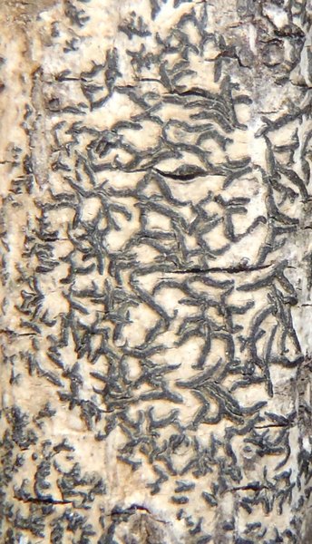 Opegrapha atra