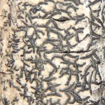 Opegrapha atra