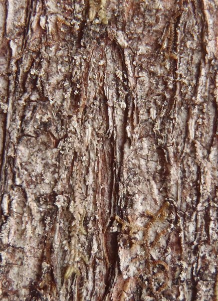 Opegrapha fumosa