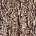 Opegrapha fumosa