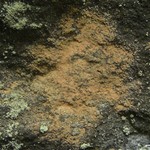Opegrapha gyrocarpa