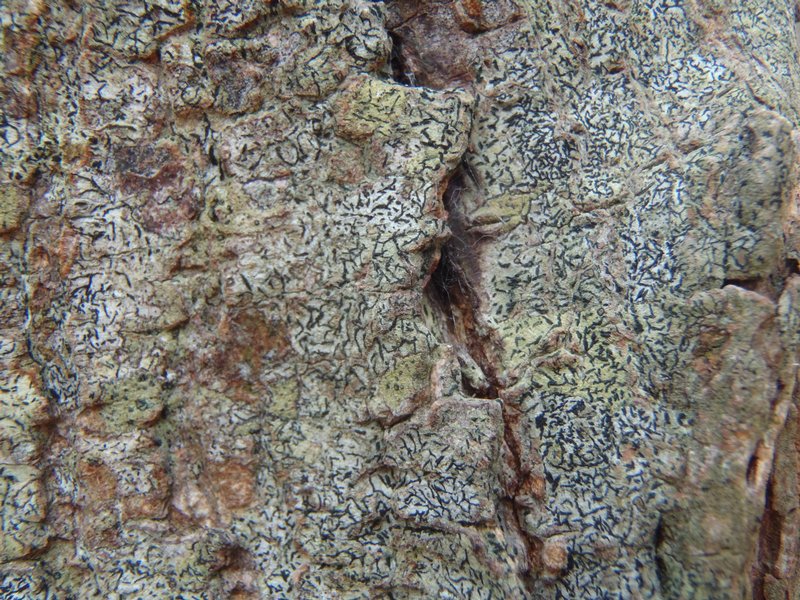 Opegrapha herbarum