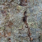 Opegrapha herbarum