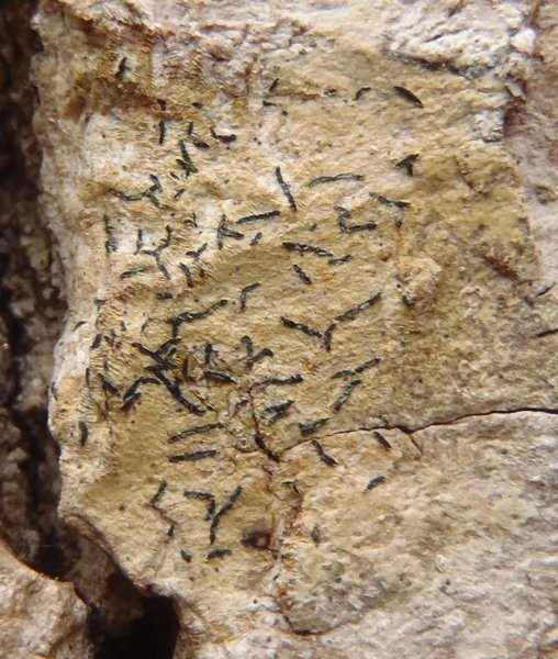 Opegrapha herbarum