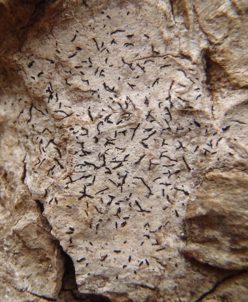 Opegrapha herbarum