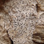 Opegrapha herbarum