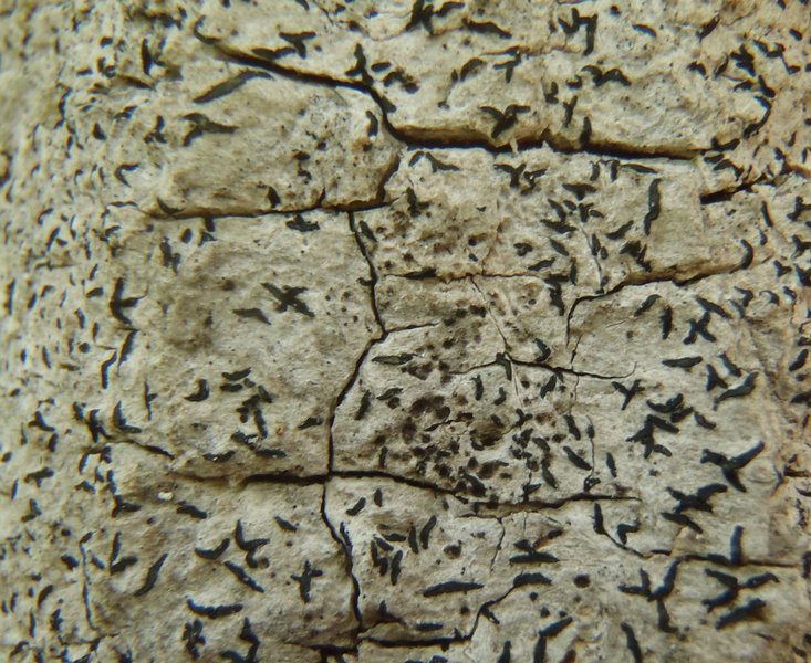 Opegrapha herbarum