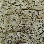 Opegrapha herbarum