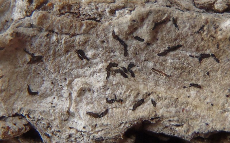 Opegrapha ochrocheila