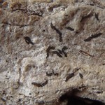 Opegrapha ochrocheila