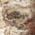 Opegrapha rufescens