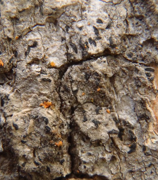 Opegrapha varia
