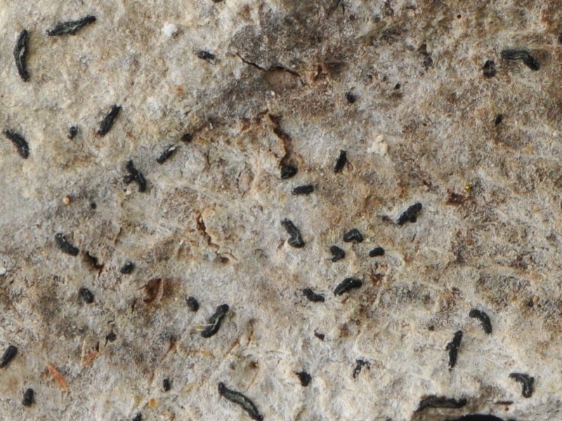 Opegrapha varia
