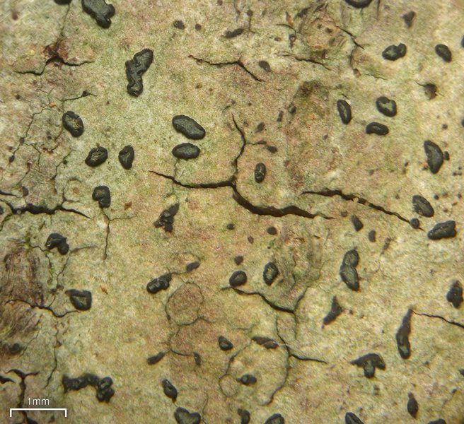 Opegrapha varia