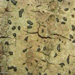 Opegrapha varia