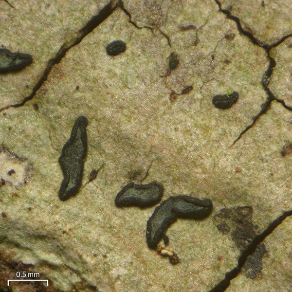 Opegrapha varia