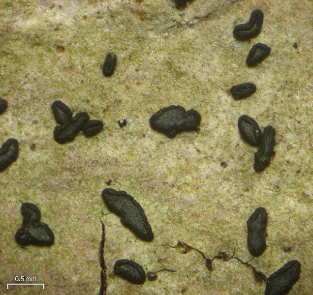 Opegrapha varia