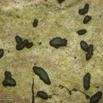 Opegrapha varia