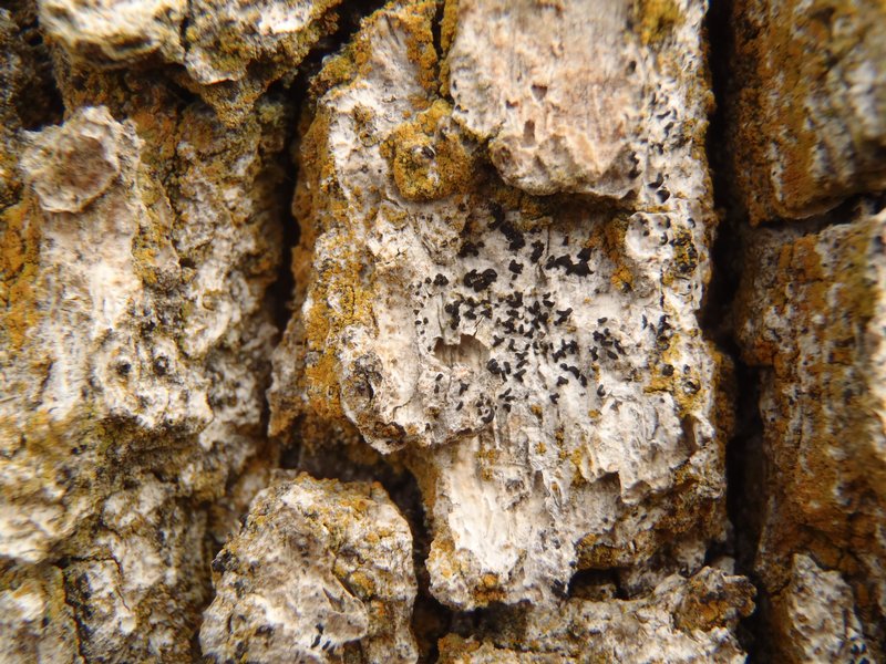 Opegrapha varia