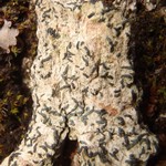 Opegrapha varia