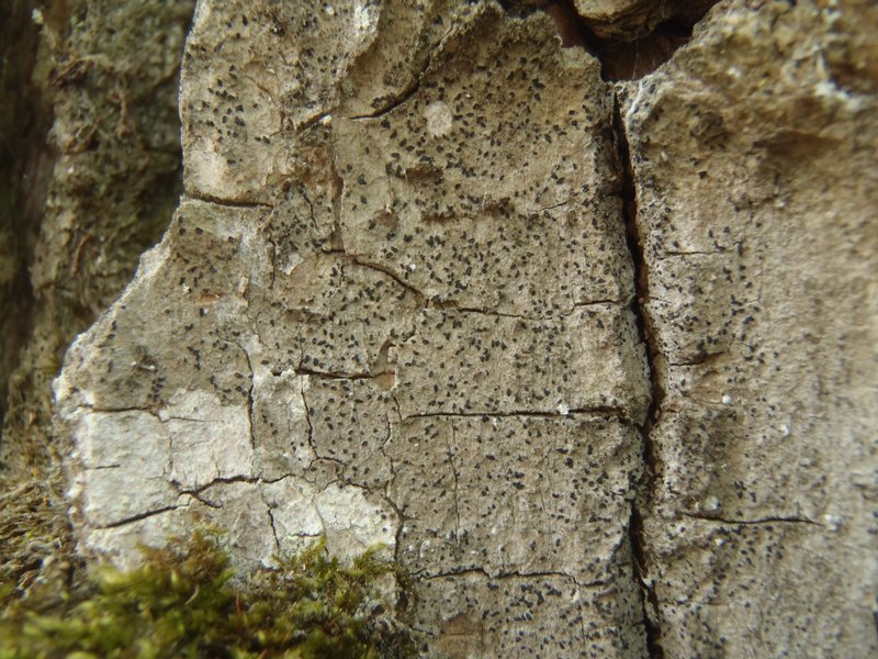 Opegrapha varia