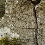 Opegrapha varia
