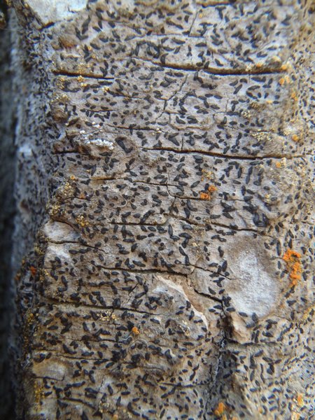 Opegrapha varia