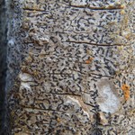 Opegrapha varia