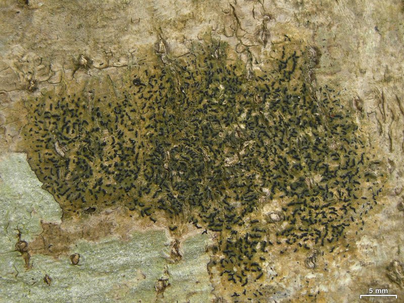 Opegrapha viridis