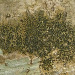 Opegrapha viridis