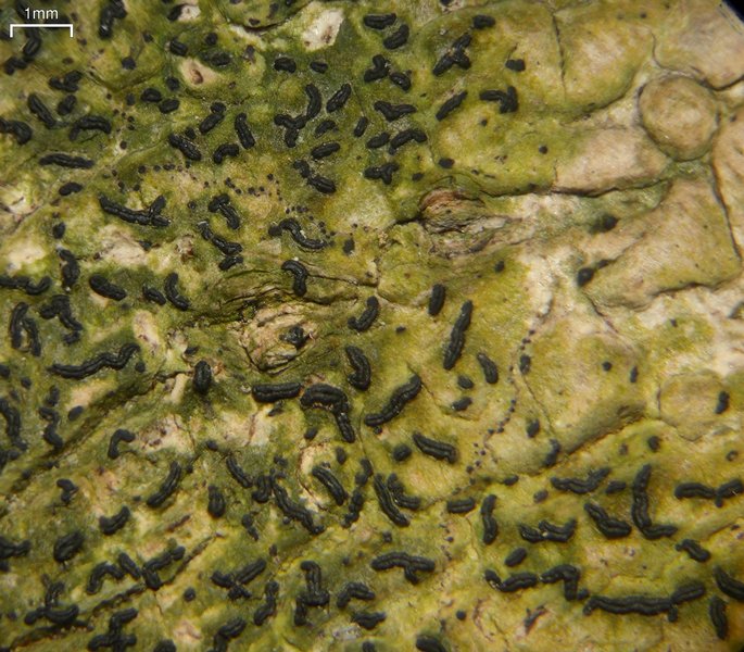 Opegrapha viridis