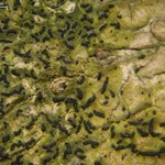 Opegrapha viridis