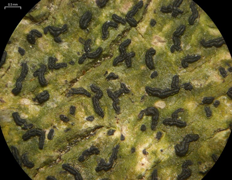Opegrapha viridis