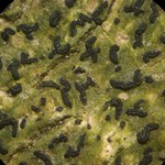 Opegrapha viridis