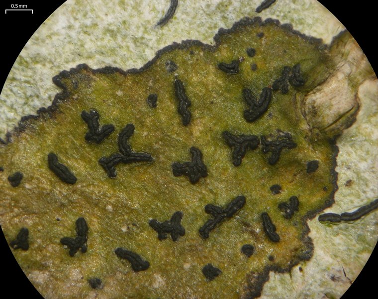 Opegrapha viridis