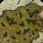 Opegrapha viridis