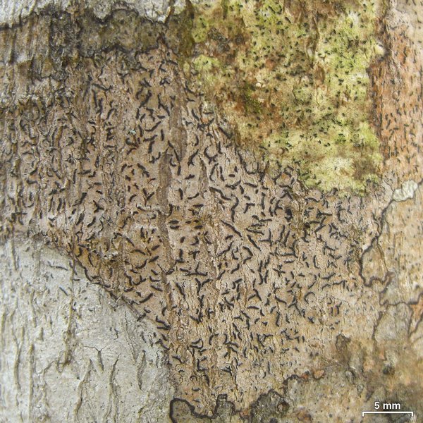 Opegrapha viridis