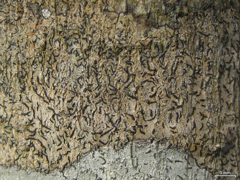 Opegrapha viridis