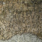 Opegrapha viridis